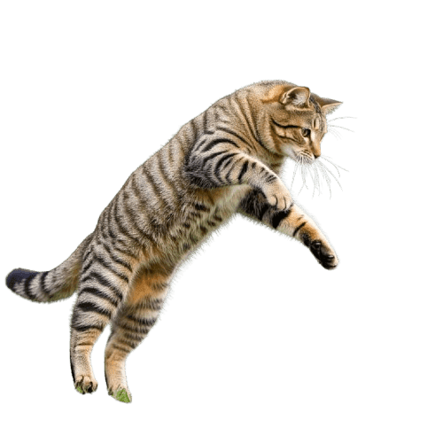 Gemini_Generated_Image_oa5y6poa5y6poa5y-removebg-preview